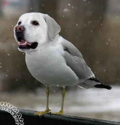 le nouveau animal dans le souk